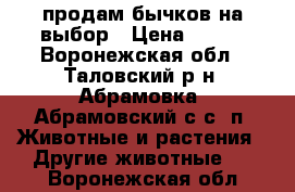 продам бычков на выбор › Цена ­ 250 - Воронежская обл., Таловский р-н, Абрамовка (Абрамовский с/с) п. Животные и растения » Другие животные   . Воронежская обл.